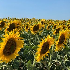 Meet your Posher, Tuba